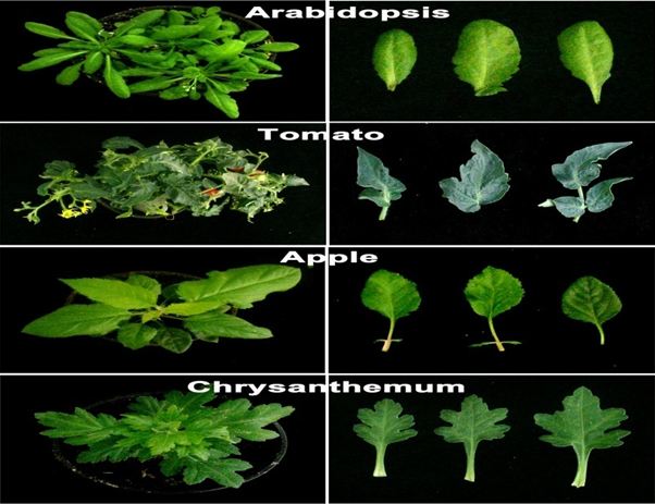 A Universal Method of Protoplast Isolation and Transient Expression in Plants
