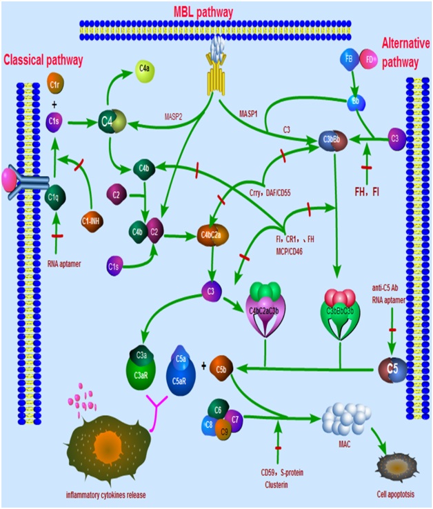 The Role of Complement in Alcoholic Liver Disease