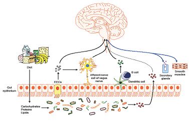 The Intricate Interaction between Enteric Microbiota and Brain: Principles and Clinical Implications