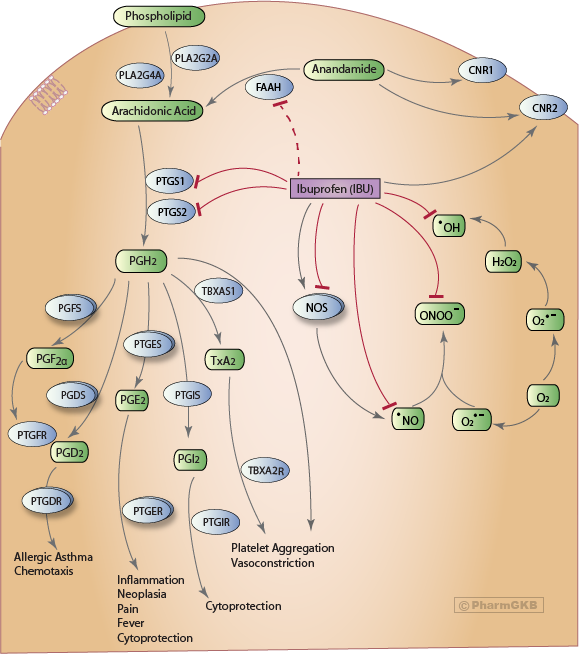 Kitchen Sink versus Out the Door Asthma Management