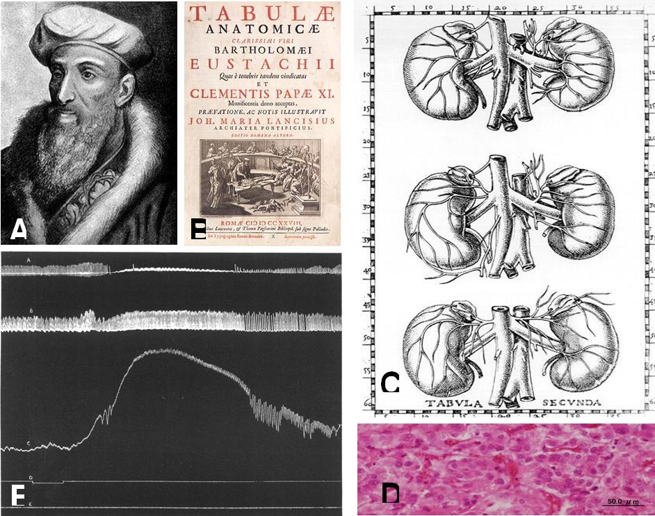 Adrenaline/Epinephrine Hunters: Past, Present, and Future at 1900
