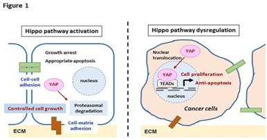 The Hippo Pathway: an Important System to Control Cell Proliferation