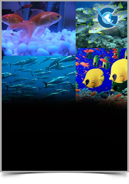 Socioeconomic and Institutional Factors Determining the Utilization of Fish Resource in Lake Ziway