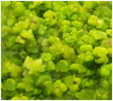 In-vitro culture and Anthocyanin Synthesis from Tectonagrandis L.f.