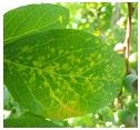 Current Status of Virus Diseases in Highbush Blueberries in Turkey