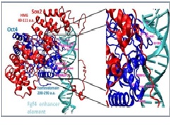 Structural Insights of Induced pluripotent stem cell regulatory factors Oct4 and its Interaction with Sox2 and Fgf4 Gene