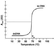Probing the Effects on the Thermal Stability of Salmon Sperm DNA in the Presence of Metal Cations by Measuring DNA Melting Temperatures