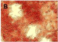 Potential of miR-106b in Regulating Osteogenesis of Canine Whartonâ€™s jelly Derived Mesenchymal Stem Cells in an in vitro Model