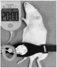 Effects of Alendronate and Low-Intensity Pulsed Ultrasound Therapies at Osteoporotic Cancellous Osteotomy Sites in Proximal Tibia of Ovariectomized Rats
