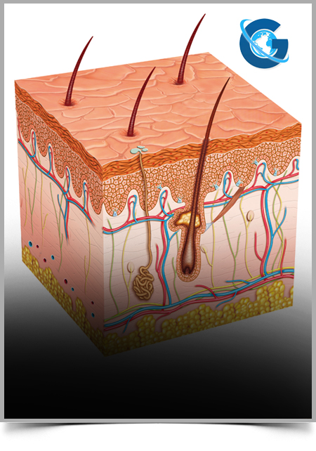 Surgical Approach to the Reconstruction of Soft Tissue Defects After Extensive Neck Resection-Case Report