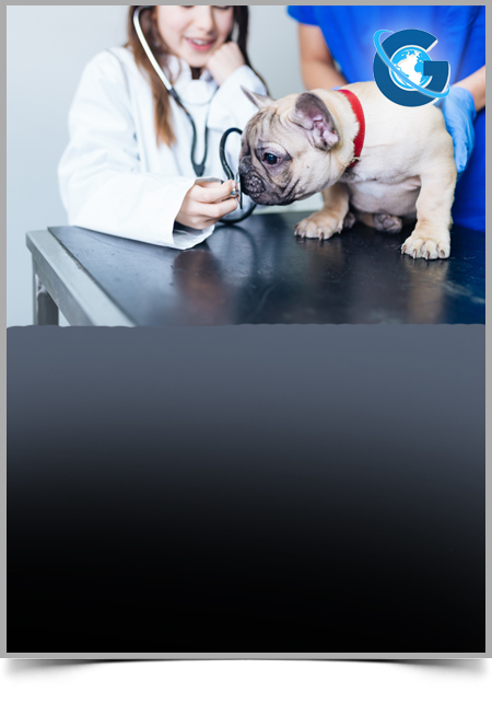 Leptospirosis: an Overview of Canine Leptospirosis in Grenada and Its Impact on Public Health