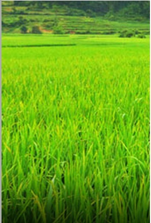 Evaluation of Different Hybrid Genotypes and Varieties for Growth, Flowering, Yield, Corm and Cormels Production