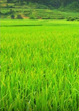 Formation of the Grain Market and its Competitive Environment