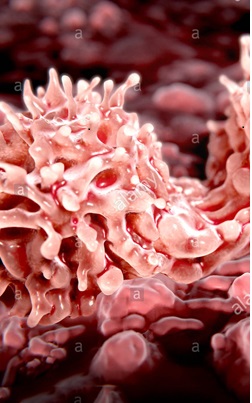 Healthy and Beauty Benefit of Coffee’s Stem Cells