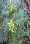 Tribulus terrestris - an Ethnomedical & Phytochemical Review