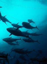 Formation of Siamese Catfish, Pangasianodonhypophthalmus, Sauvage, 1878 (Pangasiidae; Siluriformes) F2 Based on Selection of  Character Growth