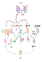 Delineatingthe Transcriptional Mechanisms in Immunity behind Allergy and Asthma: Milestones and Challenges Ahead