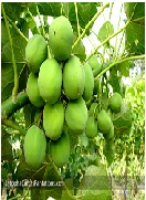 Jatrophacurcas:Nature, Uses and Factors Influencing its Management