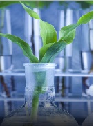 Formalin-The Pathologist Preservative