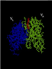 Inference of Protein Multimeric Complex Dynamic Order of Formation: An Active Region Recognition Based Approach