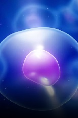 Mesenchymal Stem Cell-Mediated T Cell Immunosuppression