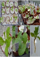 Enhancement of Cadmium Tolerance in Transgenic Tobacco Plants by Transferring a γ-glutamylcysteine Synthetase Gene