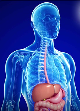 Renal Injury During Long-Term Oral Antiviral Therapy in Chronic Hepatitis B (CHB)