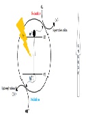 Focus on Zinc Oxide as a Photocatalytic Material for Water Treatment