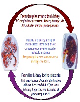 What We Do and Do Not Know About Women and Kidney Diseases; Questions Unanswered and Answers Unquestioned: Reflection on World Kidney Day and International Woman’s Day