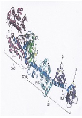 Shortcomings of the Swinging Lever Arm Hypothesis as Revealed by the Effect of Antibodies to Myosin Molecule
