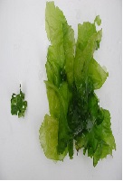 Seaweed Biotechnology to Combat Desertification