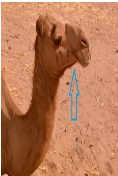 Some Virological Studies on Rift Valley Fever Virus in Camels