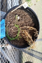 Morphological and Physiological Comparisons between Yellow Toadflax (Linaria vulgaris) Individuals Exposed to 2,4-Dichlorophenoxyacetic Acid (2,4-D)