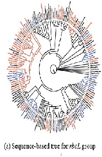 Metabolite-Content-Guided Prediction of Medicinal/Edible Properties in Plants for Bioprospecting