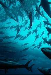 Co-Selection of Mercury- and Antibiotic-Resistance in Hatchery-Reared Salmonids