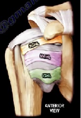 The Glenohumeral Ligaments: Anatomy, Clinical Presentation, and Review of the Literature