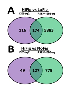 RNAseq Analysis of Figured and Non-Figured Acacia koa Wood