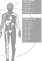 Biomarkers in Pharmaceutical Preclinical Safety Testing: An Update