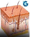 Ultraviolet B susceptibility and Beta-HPV as Risk Factors for Squamous Cell Carcinoma on Photo-exposed Skin in Adults and Older People