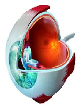 The Successful Treatment of Experimental Methicillin-resistant Staphylococcus aureus (MRSA) Keratitis with Topical Penicillin