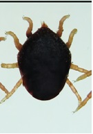 Otobius megnini (Duges, 1844) Otoacariasis in a Horse from Tlahualilo, Durango, Mexico: A Case Report