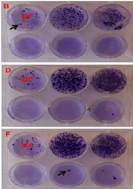 Efficient Lentiviral Transduction of Different Human and Mouse Cells