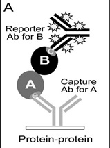 Applications of High Content Antibody Microarrays for Biomarker Discovery and Tracking Cellular Signaling