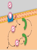 The Close Proximity of Sex Hormone Binding Globulin and Estradiol Receptor-beta (ERβ) in PC12 Cells Differentiated with Nerve Growth Factor and Treated with Estradiol