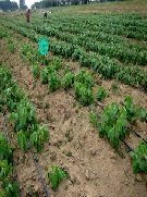 Household, Small and Medium Scale Processing of Soya Bean (Glycine max) in Tanzania
