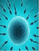 Phytotherapy of Male Hypoactive Sexual Desire of Psychogenic Origin:  A Preliminary Study