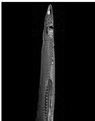 The Lipid Composition and Biochemistry of the Migrating European Eel (Anguilla anguilla L.): A LCMS-Study Following a lipidomics Based Systems Biology Approach