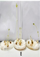 Studies on the Effects of Ultraviolet Irradiation on Pea (Pisum sativum L.)