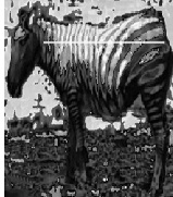 Radiative Heat Loss in Relation to Evolutionary Aspects of Melanin Pigmentation in Man