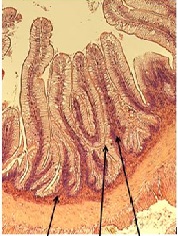 Direct Substitution of Fishmeal with Bioprocessed Soybean Meal in Brown Trout Diets